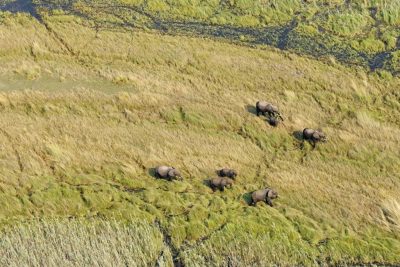 Flying for the KAZA Elephant Survey completed