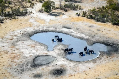 Unveiling of KAZA Elephant Survey Results and Launch Event