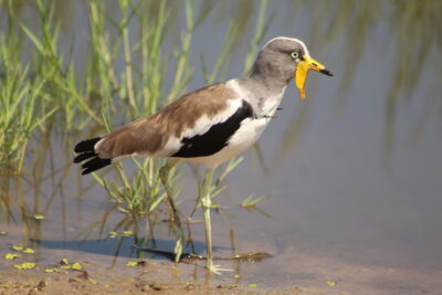 TFCA launches Africa’s first cross-border avitourism route