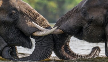 Elephants challenging each other in the Zambezi river.