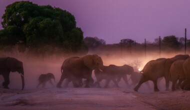 At dusk, a herd of around 30 elephants traverses the M10 highway en route to the Zambezi River for a drink. Their daily path includes crossing through several villages and farmlands, causing destruction to crops along the way. Often, they pause to indulge in freshly planted mango trees or mais, affecting the villagers' livelihoods. This repeated interaction has left the community in distress, feeling vulnerable in the elephants' presence and struggling to sustain their livelihoods amidst the challenges posed by these encounters.