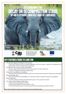 Determining the Decay or Decomposition Stage of Elephant Carcass